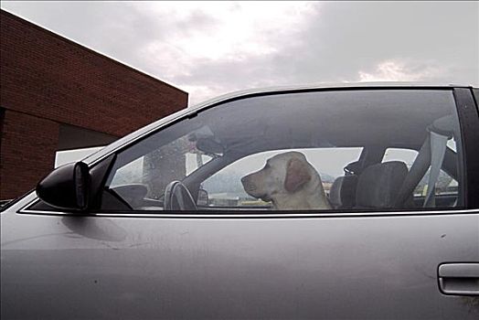 狗,坐,驾驶员,座椅,汽车