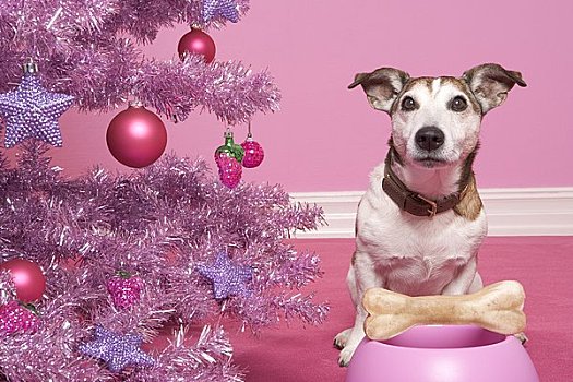 杰克罗素狗,狗,骨头,靠近,圣诞树