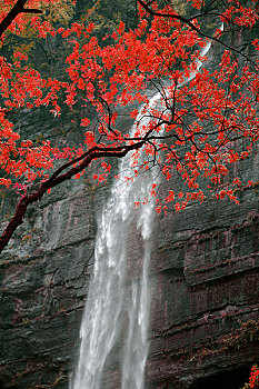 枫叶树与瀑布