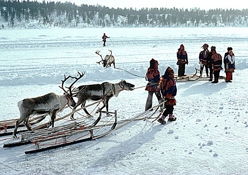 芬兰,雪撬,驯鹿,雪中