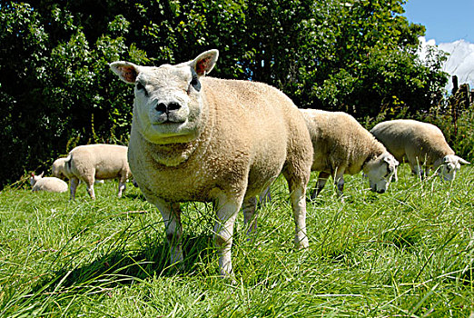 生活,绵羊,母羊,站立,草场,成群,什罗普郡,英格兰,英国,欧洲