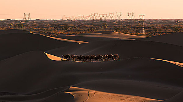 额济纳旗大漠骆驼
