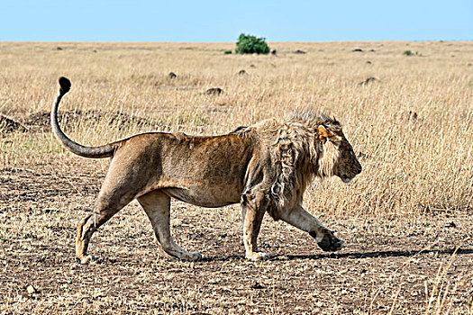 狮子,跑,草原,马赛马拉,肯尼亚,非洲
