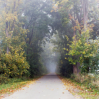 公园,道路,雾,秋天