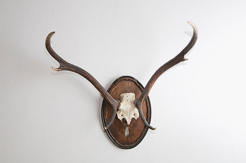 鹿角_墙壁_图片素材