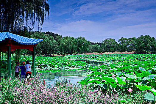 北京圆明园荷花塘