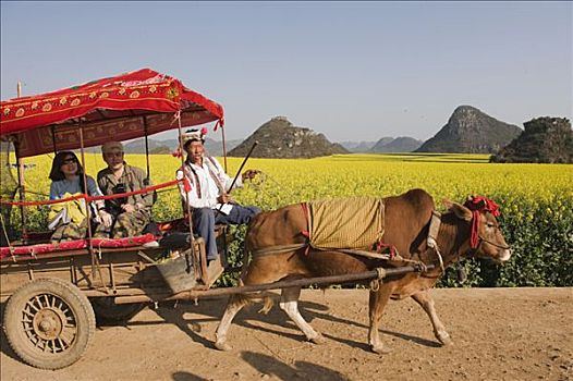 中国,云南,罗平,油菜籽,花,开花,母牛,手推车,游客