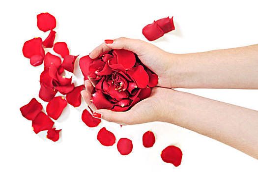 女人,握着,玫瑰花瓣,拿着,皮肤,手,护理,概念