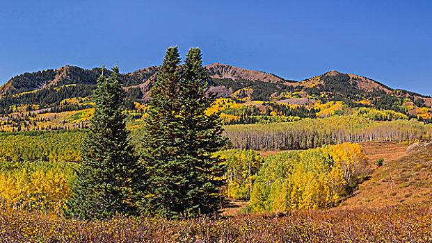 美国,犹他,国家森林,风景,大,棉白杨,峡谷,画廊