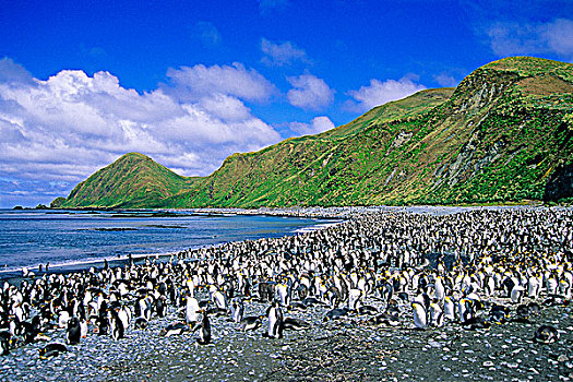 帝企鹅,皇家,企鹅,海滩,湾,麦夸里岛,亚南极,澳大利亚