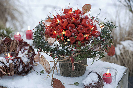 冬天,花束,酸浆属植物,灯笼,花,彩灯