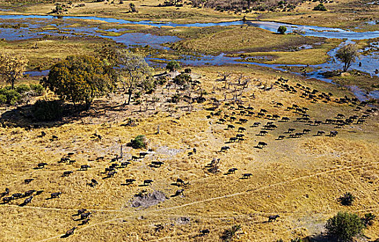 岬角,水牛,漫游,牧群,河,奥卡万戈三角洲,博茨瓦纳,非洲