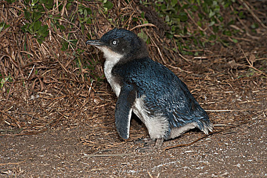 小蓝企鹅,幼禽,等待,父母,菲利普岛,澳大利亚