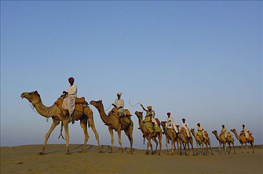 单峰骆驼,群体,驯养动物,塔尔沙漠,拉贾斯坦邦,印度