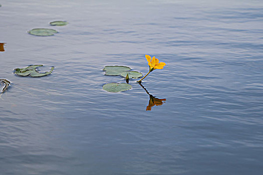 水中花