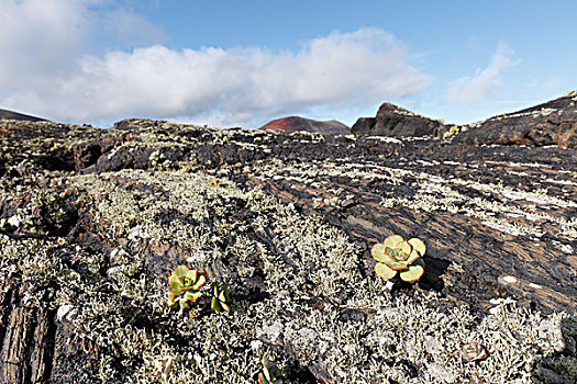 火山岩,石头,苔藓,莲花掌属植物,兰索罗特岛,加纳利群岛,西班牙,欧洲