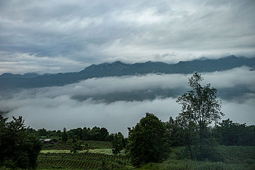 恩施,黄鹤峰,风景,景点,旅游,高山,山区,神秘,树木,植被,石头,鄂西,奇石,峡谷,壮观,云海,仙境