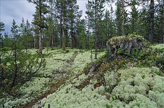驯鹿,苔藓,尤通黑门山,国家公园,挪威,斯堪的纳维亚
