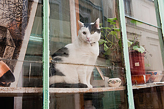 猫,向窗外看