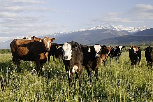 肖像,母牛,不列颠哥伦比亚省,加拿大