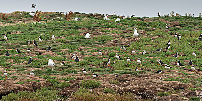 大西洋海雀,海鸥,海岸,小,卡塔琳娜,北方,鸟岛,纽芬兰,拉布拉多犬,加拿大
