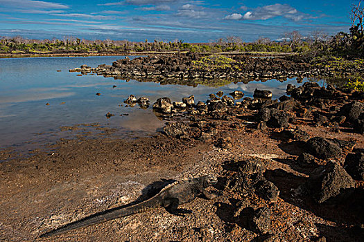 海鬣蜥,龙,圣克鲁斯岛,加拉帕戈斯群岛,厄瓜多尔