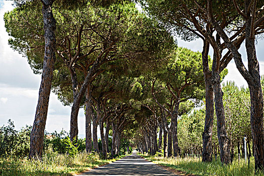 松树,道路,自然公园,格罗塞托,托斯卡纳,意大利,欧洲