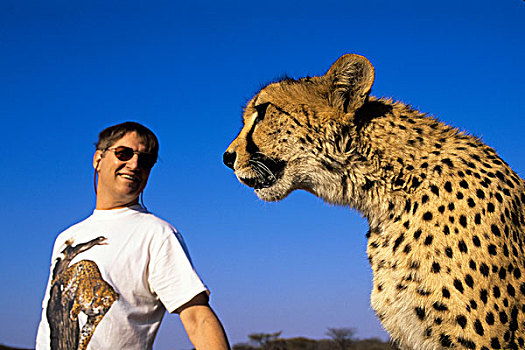 纳米比亚,印度豹,肖像,游客