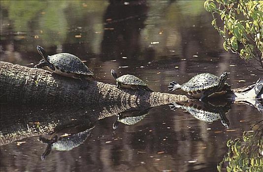 龟,大沼泽地国家公园,佛罗里达,美国,北美,动物