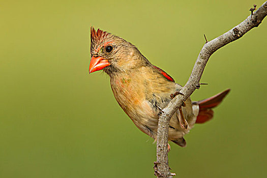 主红雀,雌性,栖息