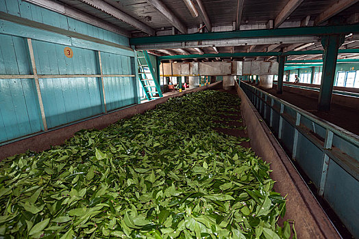 茶,处理,弄干,工厂,中央省,斯里兰卡,亚洲