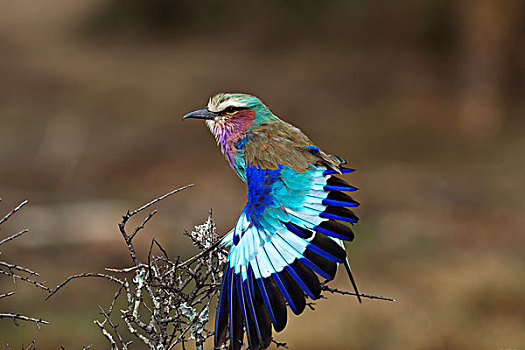 紫胸佛法僧鸟,紫胸佛法僧,伸展,翼,肯尼亚