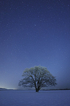 星空,日本,榆树