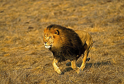 非洲狮,狮子,雄性,跑,大草原