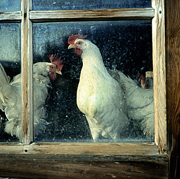 三个,白色,鸡,红色,站立,后面,未上漆的,木质,框架,谷仓,窗户