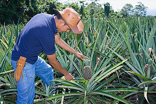 农民,菠萝,哥斯达黎加,中美洲