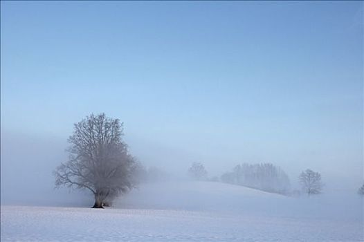 孤单,树,冬天,雾