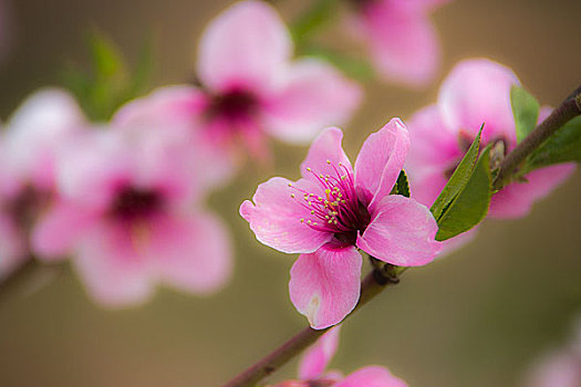 平谷桃花