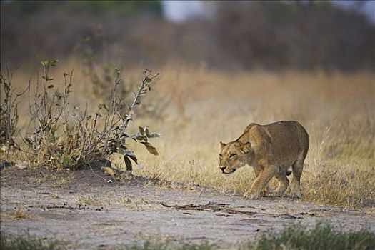 非洲狮,狮子,雌性,尾随,萨维提,著名,大,杀戮,幼兽,大象,乔贝国家公园,博茨瓦纳