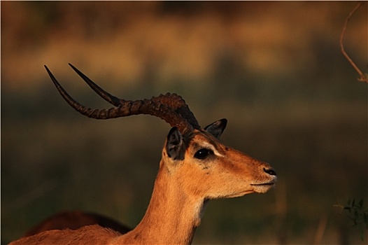头像,黑斑羚,奥卡万戈三角洲,博茨瓦纳