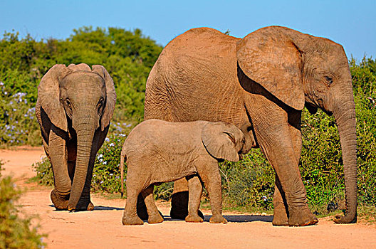 非洲象,幼兽,碎石路,阿多大象国家公园,东开普省,南非,非洲