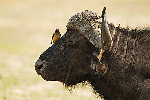 南非水牛,非洲水牛,公牛,牛椋鸟,黄嘴娟,大,哺乳动物,啄食,寄生物,皮肤,乔贝国家公园,博茨瓦纳,非洲