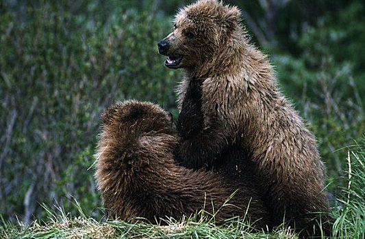 棕熊,地点,阿拉斯加,美国