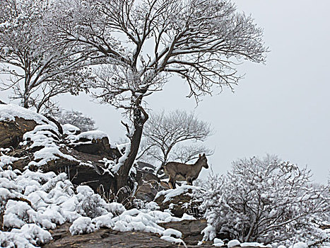 贺兰山野生岩羊