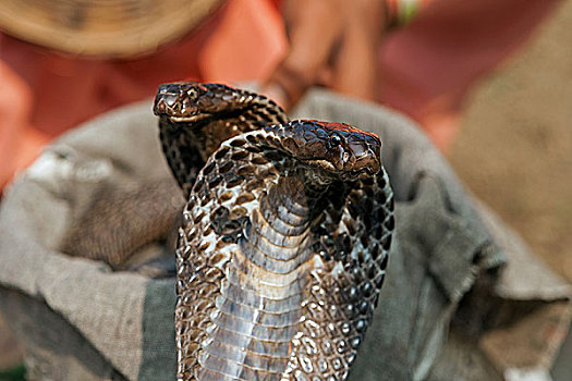 两个,蛇,眼镜蛇,波卡拉,尼泊尔,亚洲