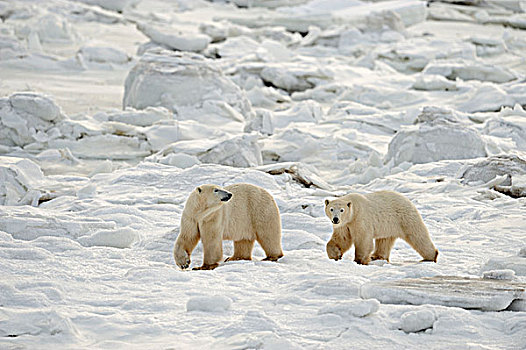 北极熊,谨慎,母兽,幼兽,海豹,河,文化遗产,住宿,丘吉尔市,曼尼托巴,加拿大