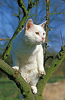 白色,家猫,树上