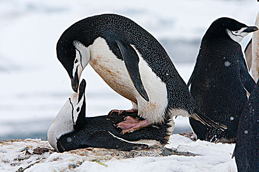 帽带企鹅,南极企鹅,南极