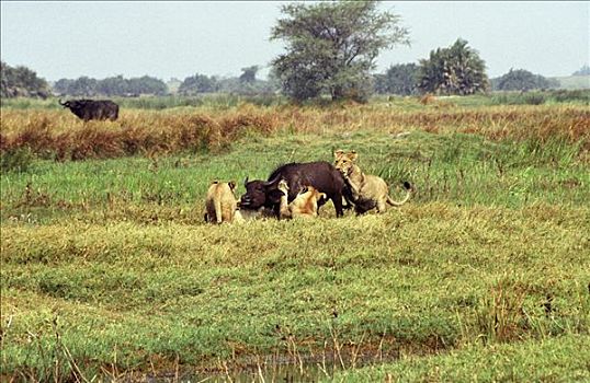 博茨瓦纳,奥卡万戈三角洲,莫雷米禁猎区,狮子,自豪,水牛