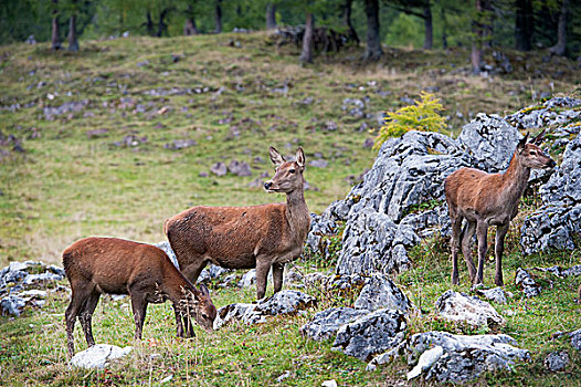 赤鹿,鹿属,鹿,雌性,上奥地利州,奥地利,欧洲